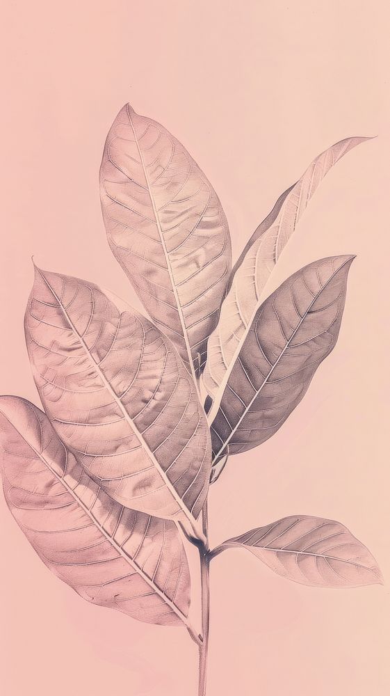Wallpaper leaf drawing sketch plant.