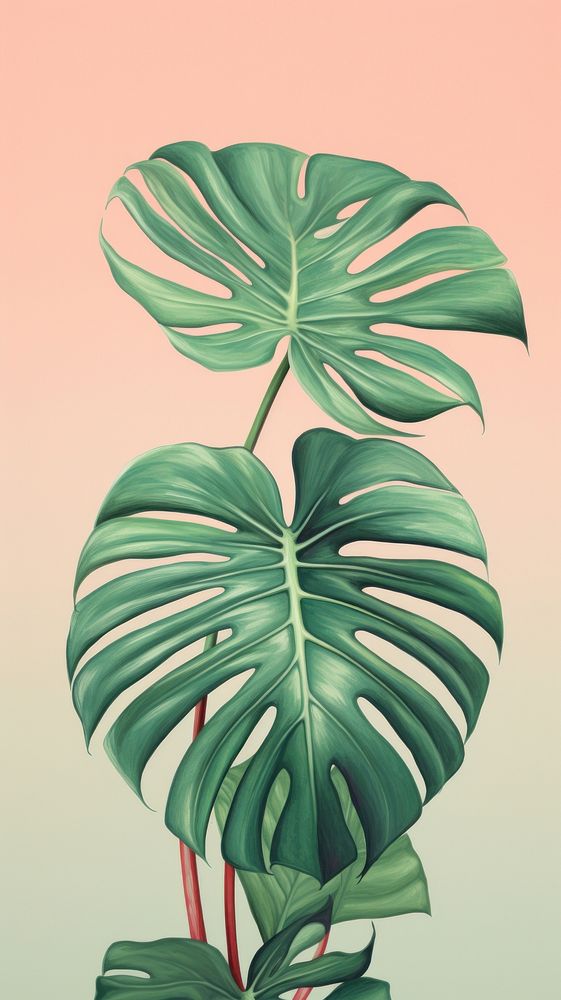 Wallpaper monstera backgrounds plant leaf.