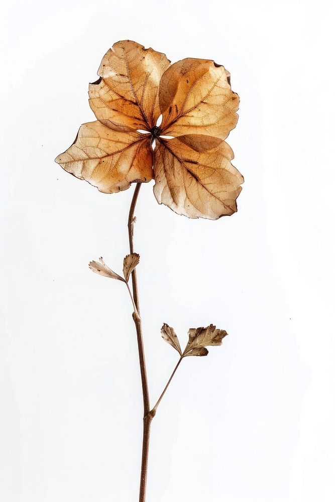A wild dry flower pressed plant leaf white background.