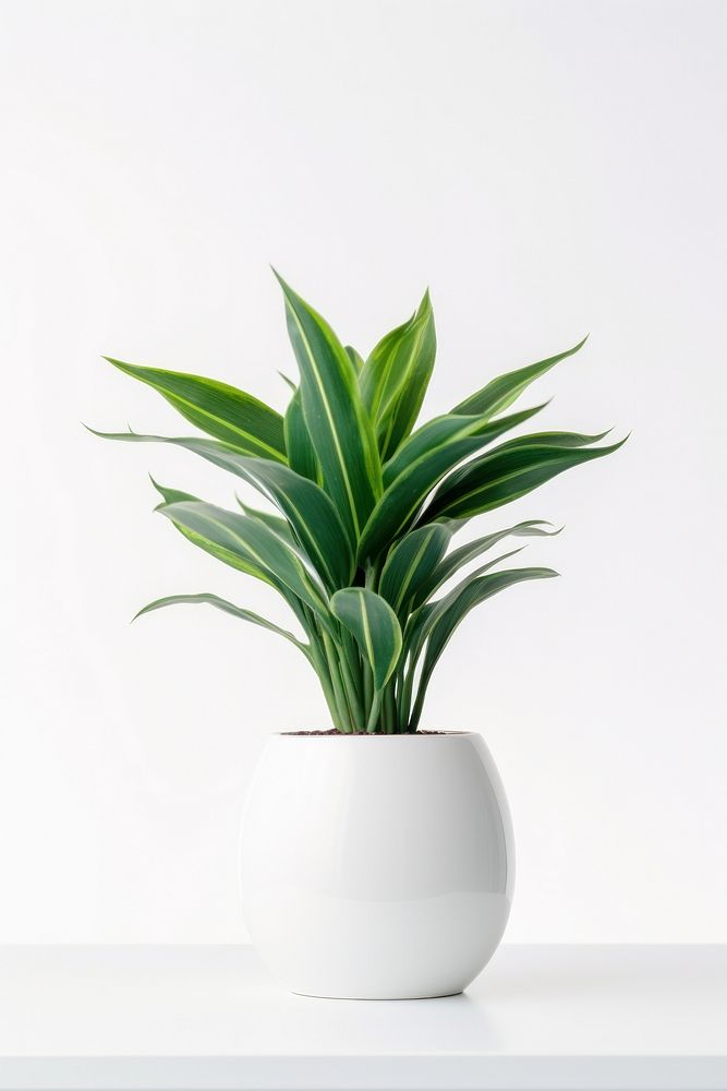 Plant in home leaf vase white background.
