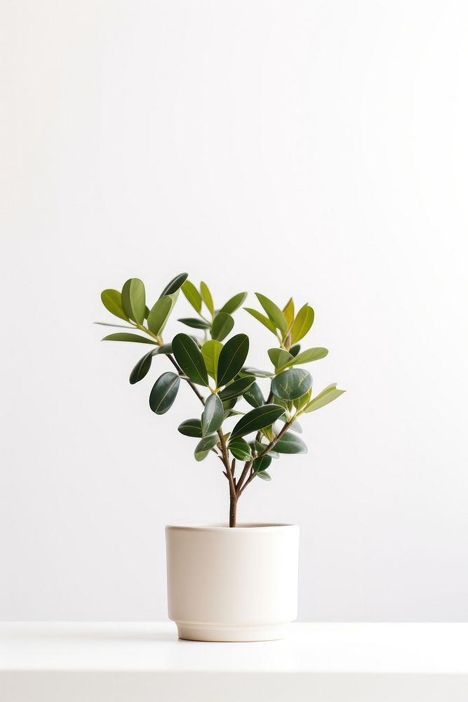 Plant in home bonsai leaf tree.