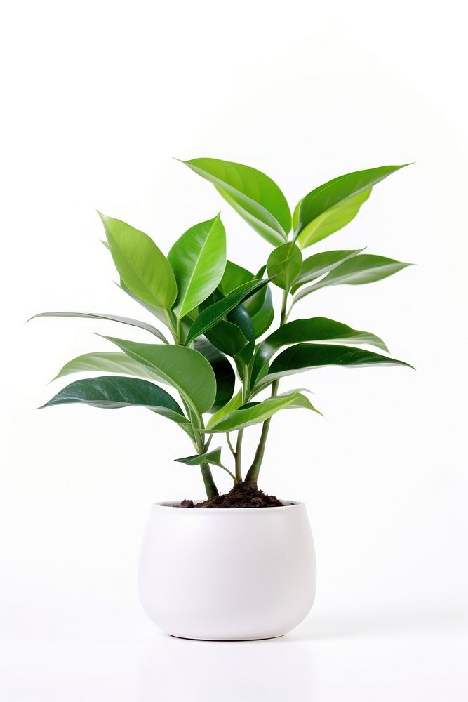 Plant in home leaf white background houseplant.