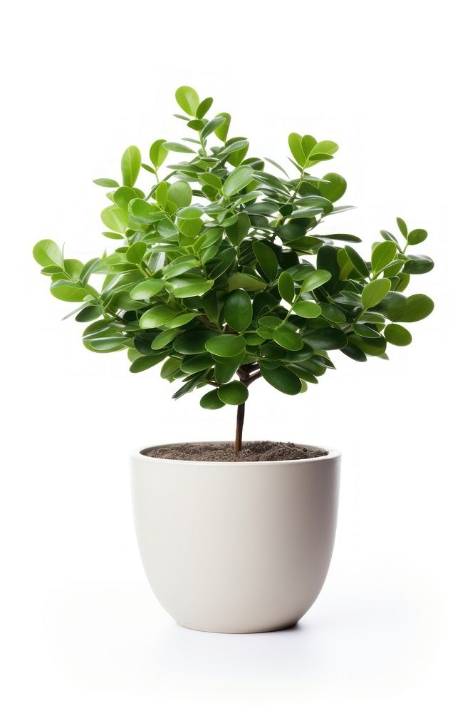 Plant in home bonsai leaf tree.