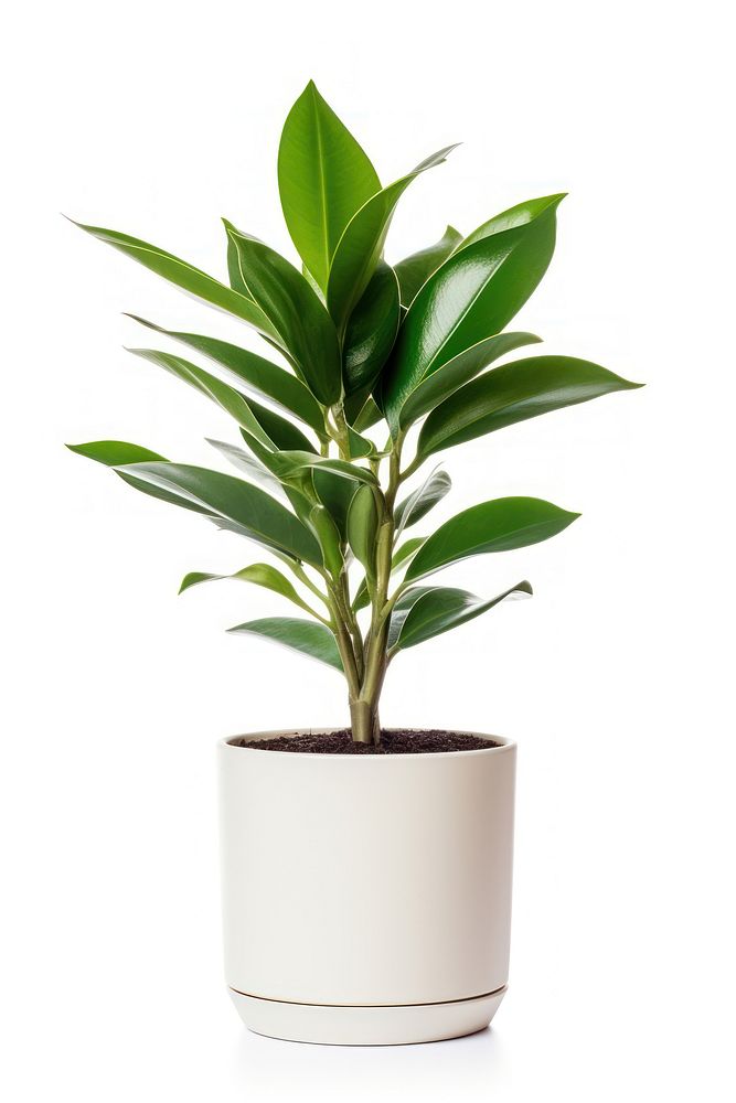 Plant in home bonsai leaf vase.