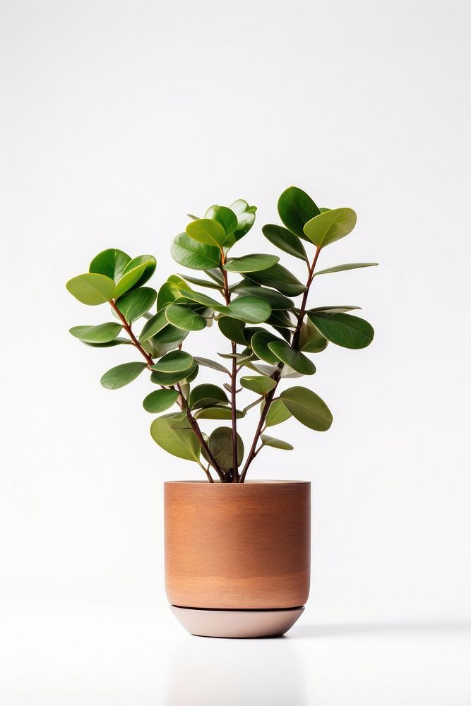Plant in home bonsai leaf white background.