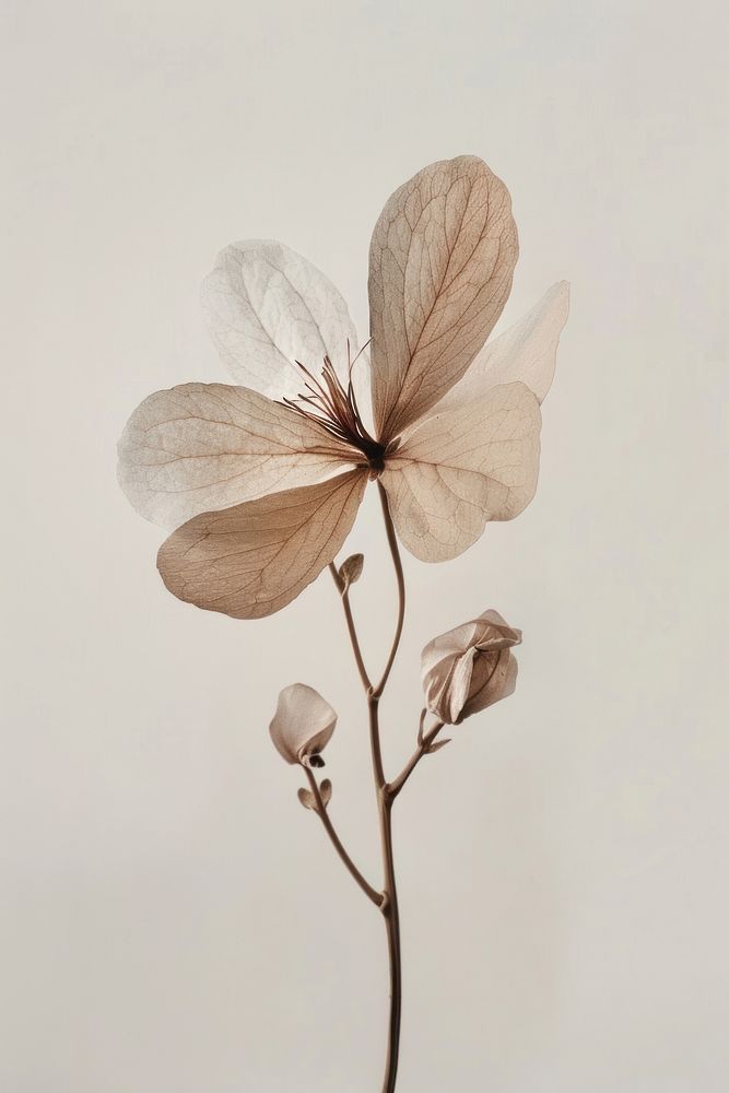 Minimalism dried flower plant petal fragility.