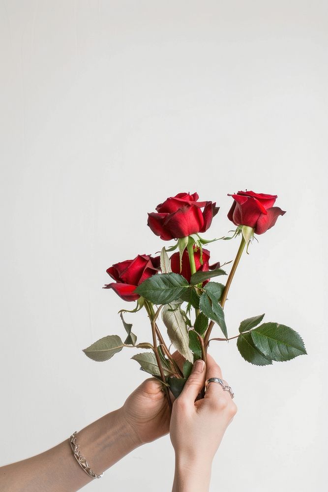 Woman hands holding roses flower plant adult.