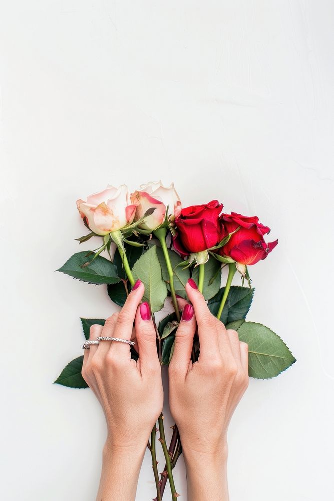 Woman hands holding roses flower finger plant.