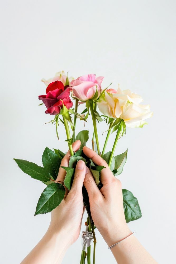 Woman hands holding roses flower petal plant.