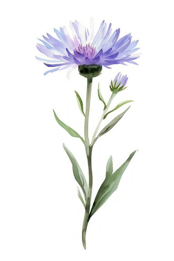 Watercolor illustration of a aster flower blossom petal plant.