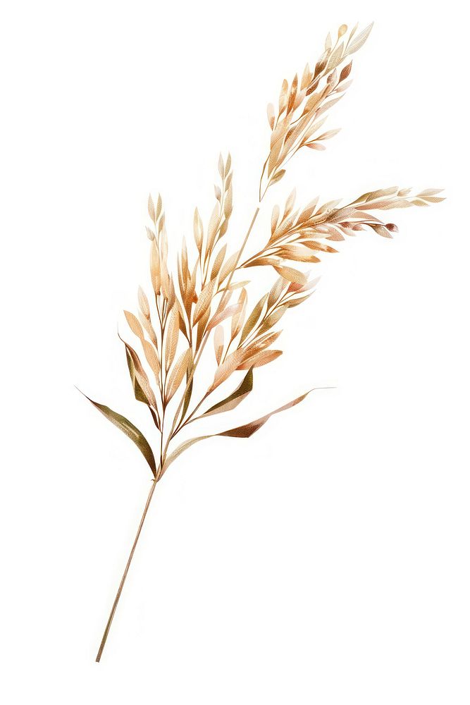 Vector of dry flower plant grass wheat.