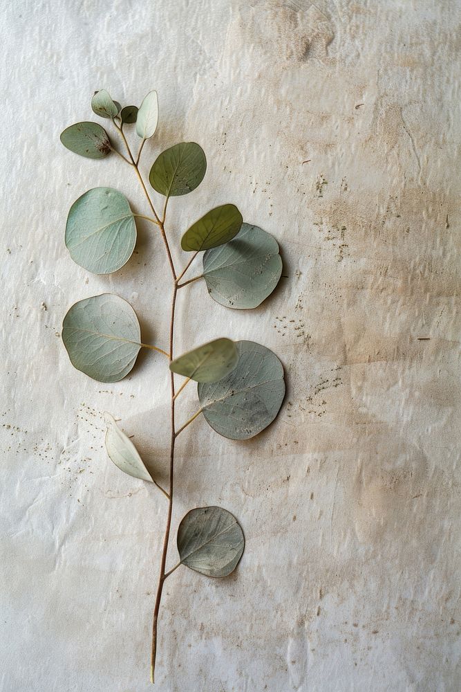 Eucalyptus flower plant leaf.