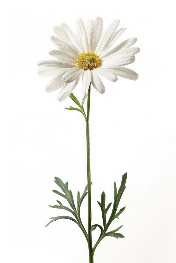 White daisy flowers plant white background inflorescence.