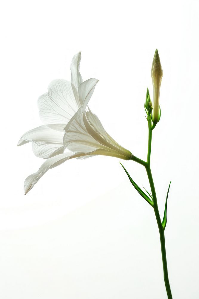 White flowers petal plant lily.