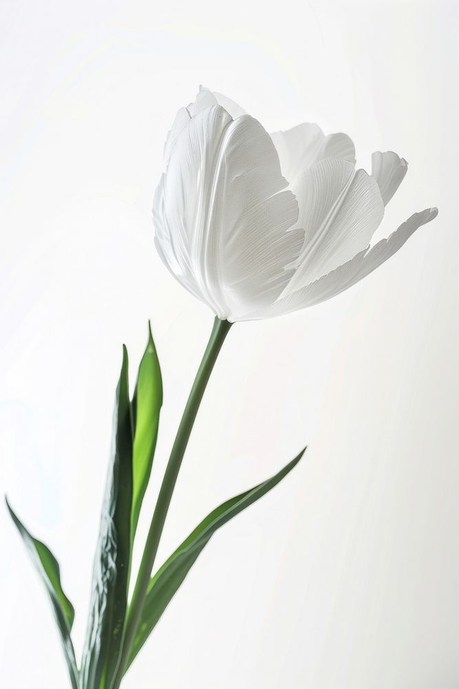 White flowers petal plant tulip.