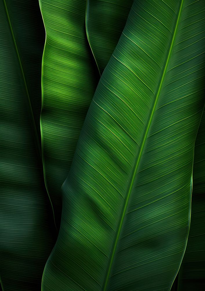 Banana leave green person plant.