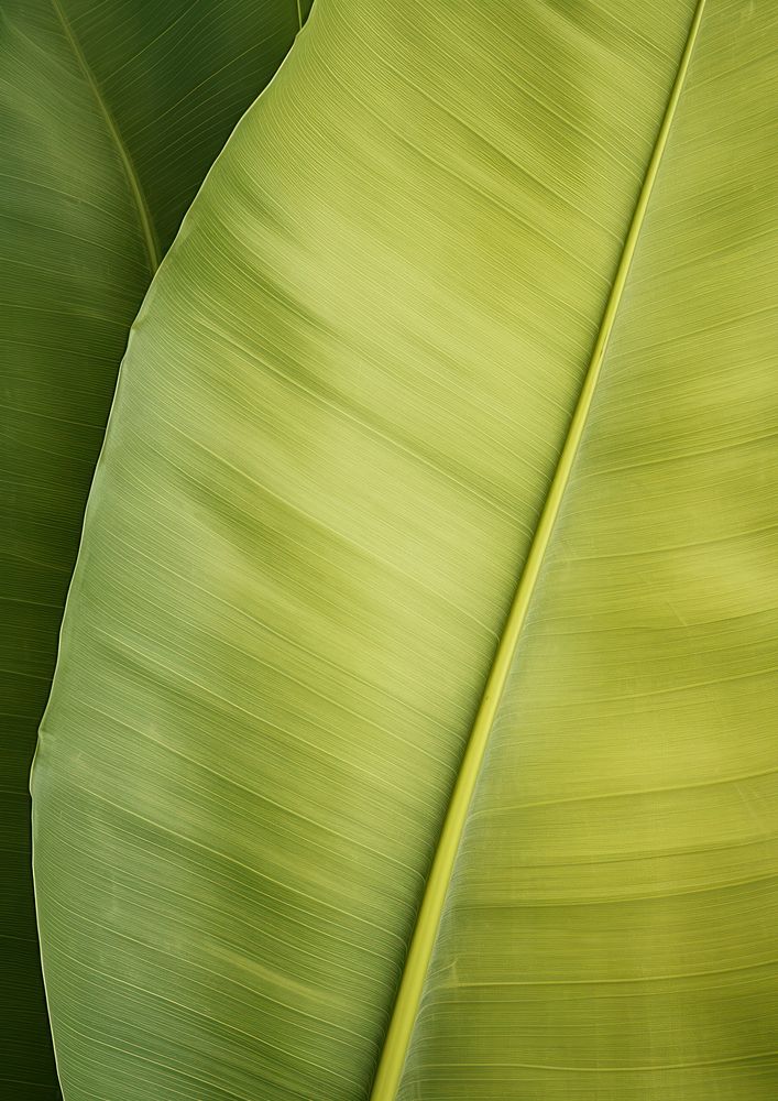 Banana leave texture green plant.