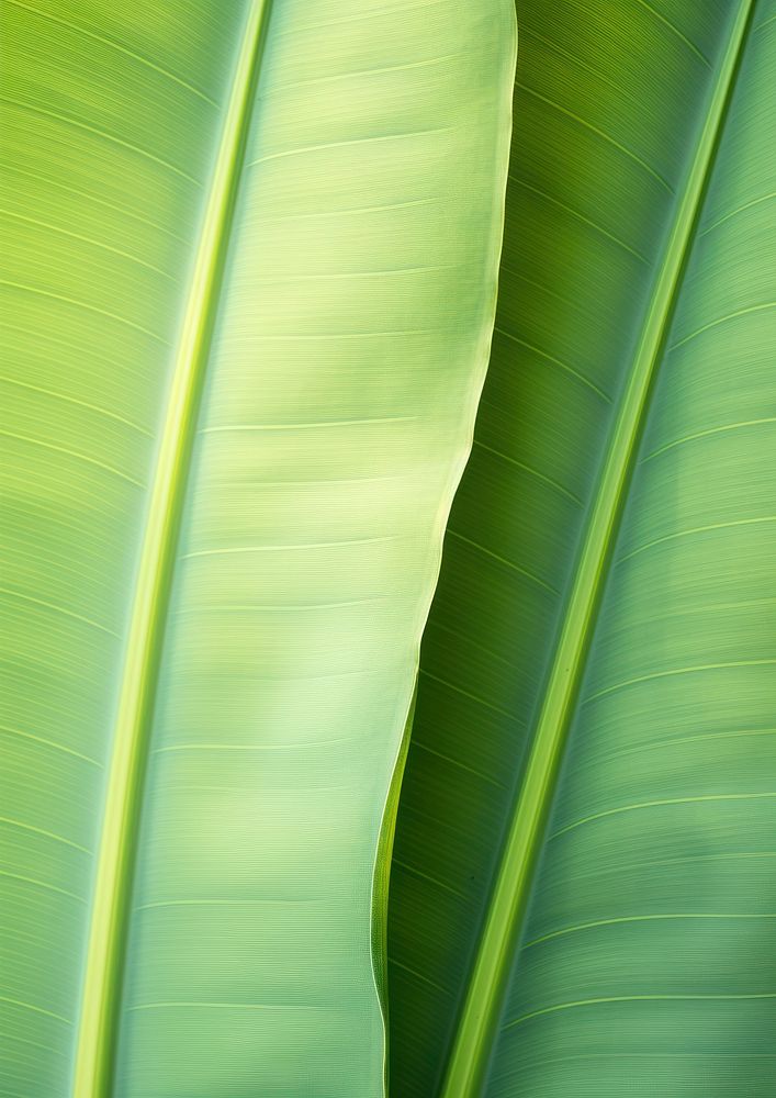 Banana leave green publication plant.