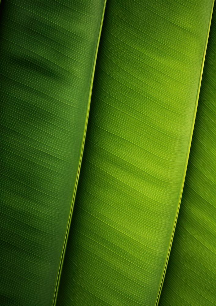 Banana leaf texture green plant.