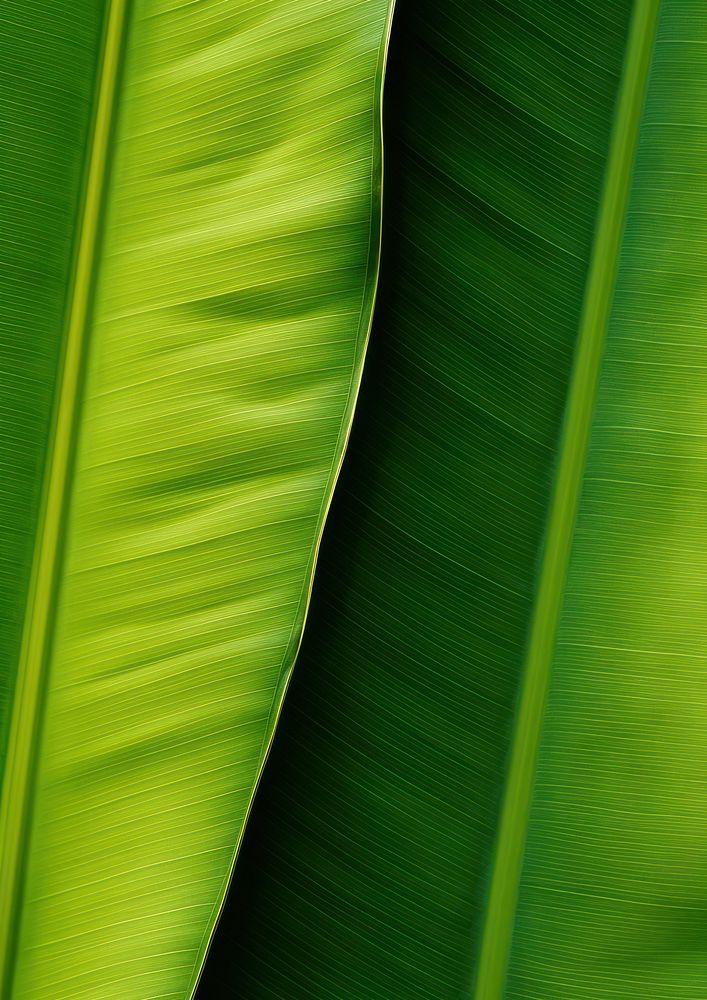 Banana leaf green plant.