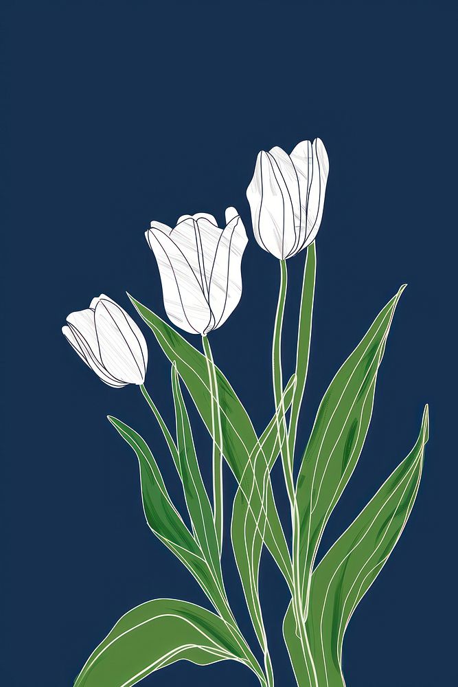 White tulips blossom flower plant.