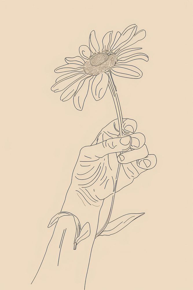 Daisy illustrated asteraceae drawing.