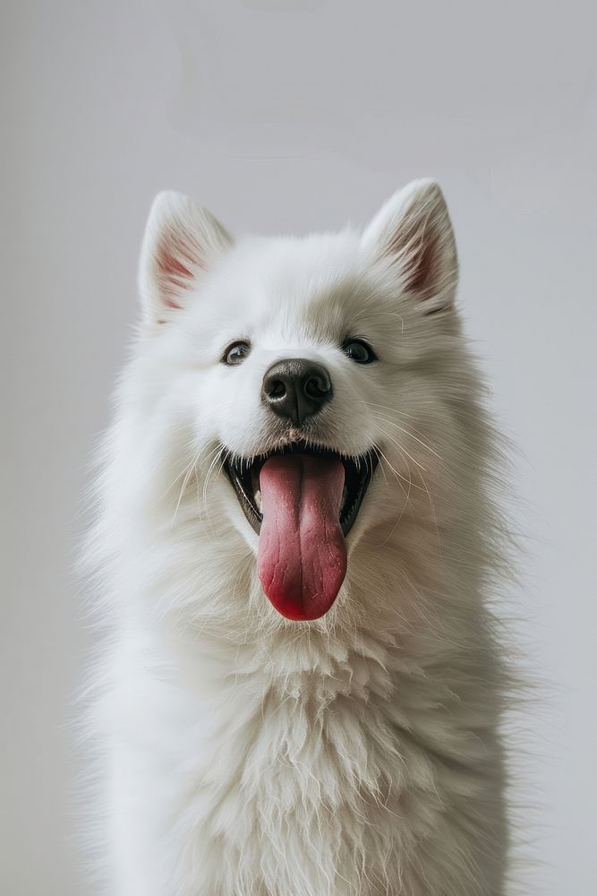 A fluffy white Samoyed animal canine mammal.