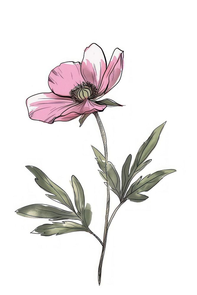 Flower sketch illustrated blossom.