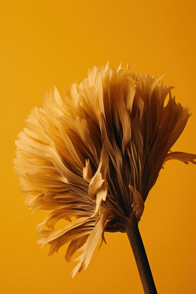 Photo of a dried flower blossom animal plant.