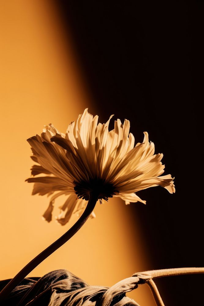 Photo of a dried flower asteraceae outdoors blossom.