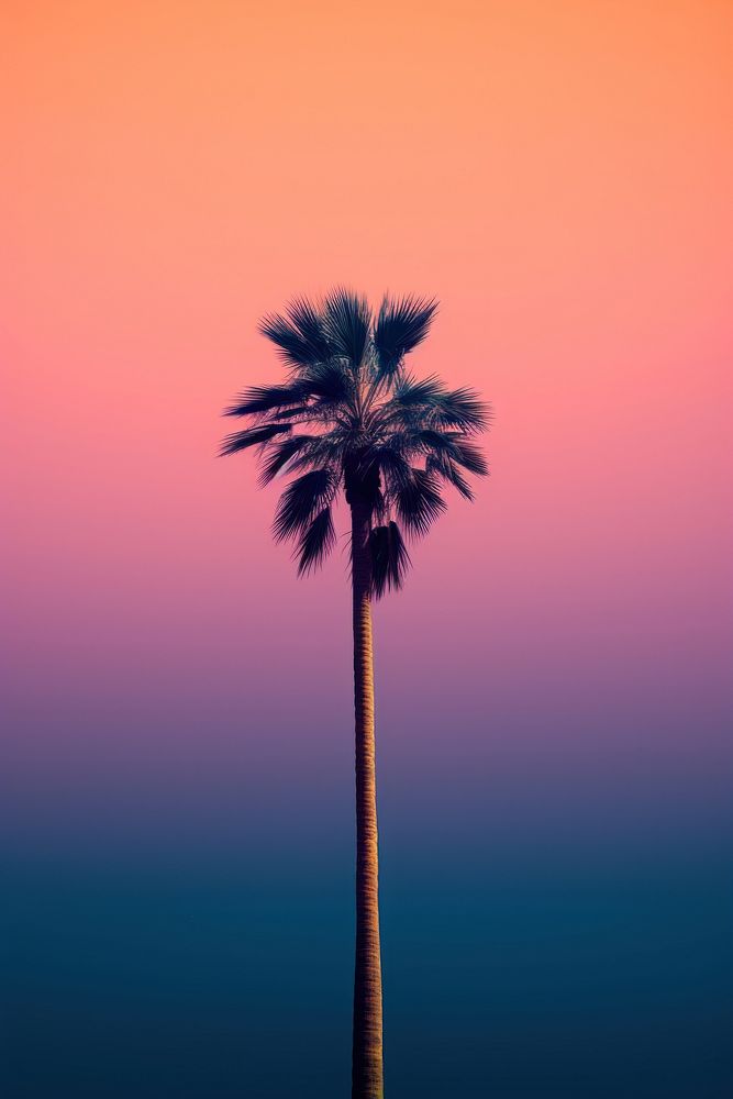Photo of a Palm tree palm tree arecaceae outdoors.