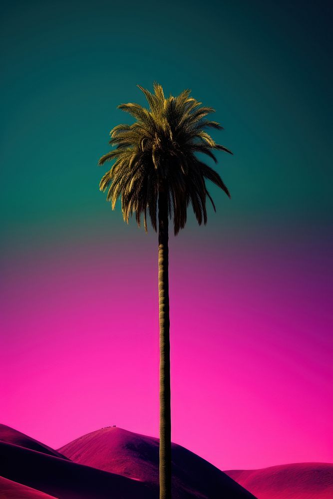 Photo of a Palm tree palm tree arecaceae outdoors.