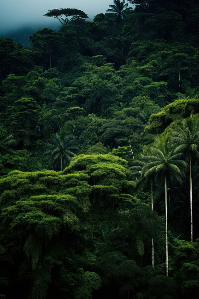 Photo of a Rainforest rainforest land vegetation.