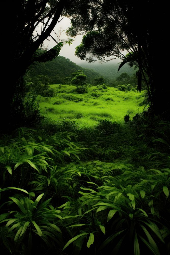 Photo of a Rainforest rainforest landscape green.
