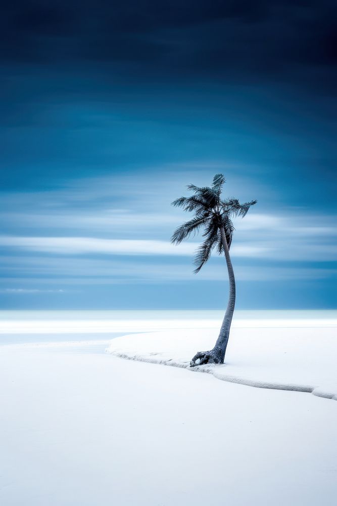 Tropical beach landscape arecaceae shoreline.