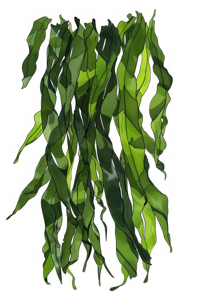 Crispy nori seaweed flat illustration plant leaf.