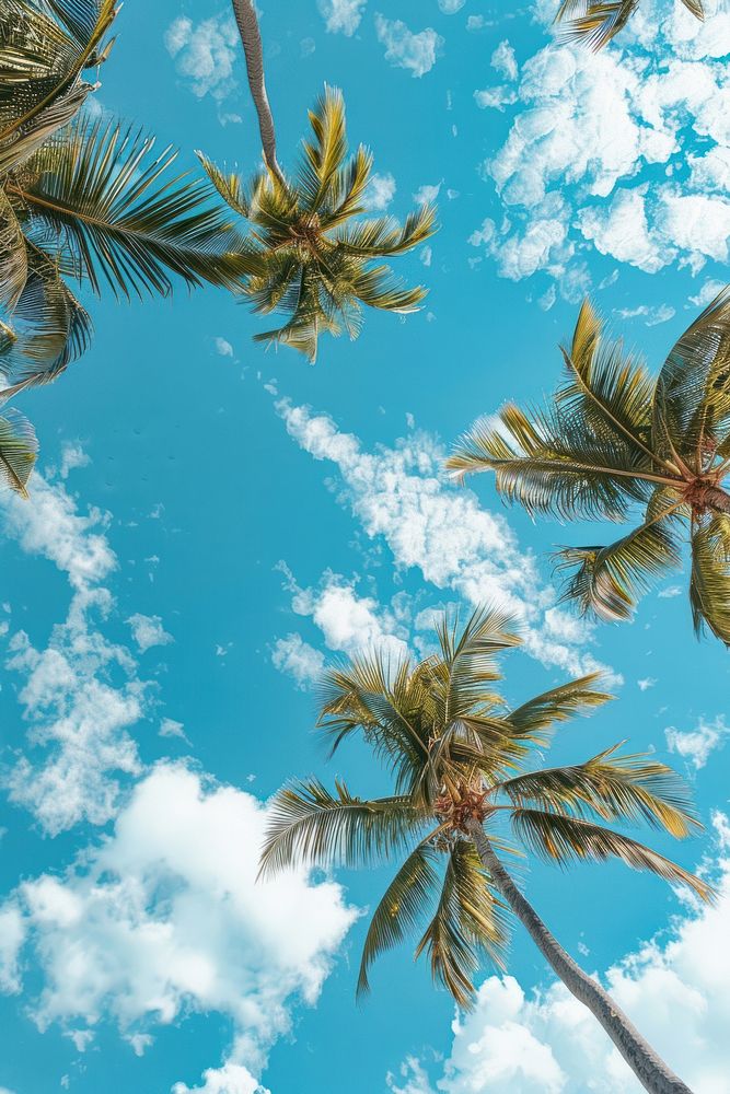 Palm trees sky outdoors nature.