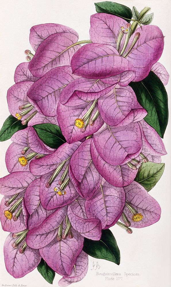 A bougainvillea plant (Bougainvillea speciosa): flowering stem. Coloured zincograph by J. Andrews, c. 1861, after himself.…