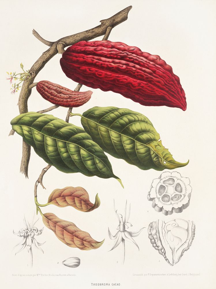 Cacao (Theobroma cacao L.): fruiting and flowering branch with separate numbered sections of flowers, fruit and seed.…