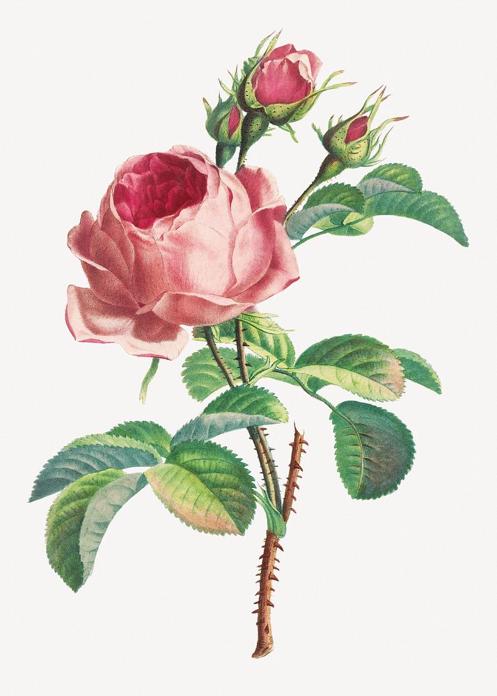 Vintage pink rose flower illustration psd. Remixed by rawpixel.