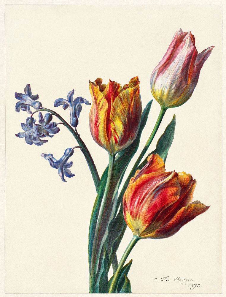 Drie tulpen en een takje hyacint (1892) by C de Haspe. Original public domain image from The Rijksmuseum. Digitally enhanced…