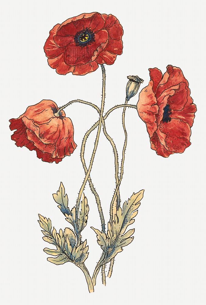 Vintage red poppy flower illustration. Remixed by rawpixel.