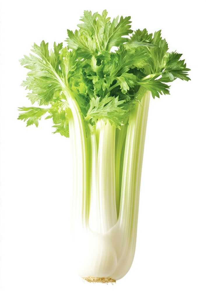 Celery vegetables produce celery.