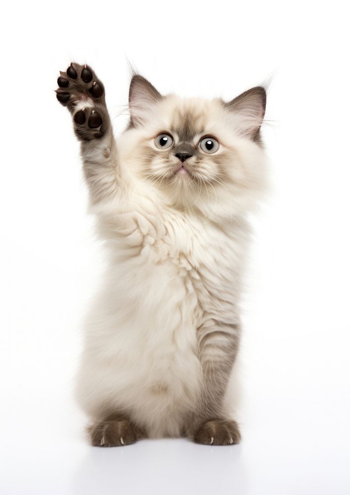 Himalayan cat Waving background kitten white.