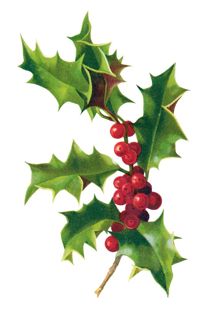 Illustration of holly leaves and red berries. Holly leaves are green and spiky. Red berries cluster on the holly branch.…