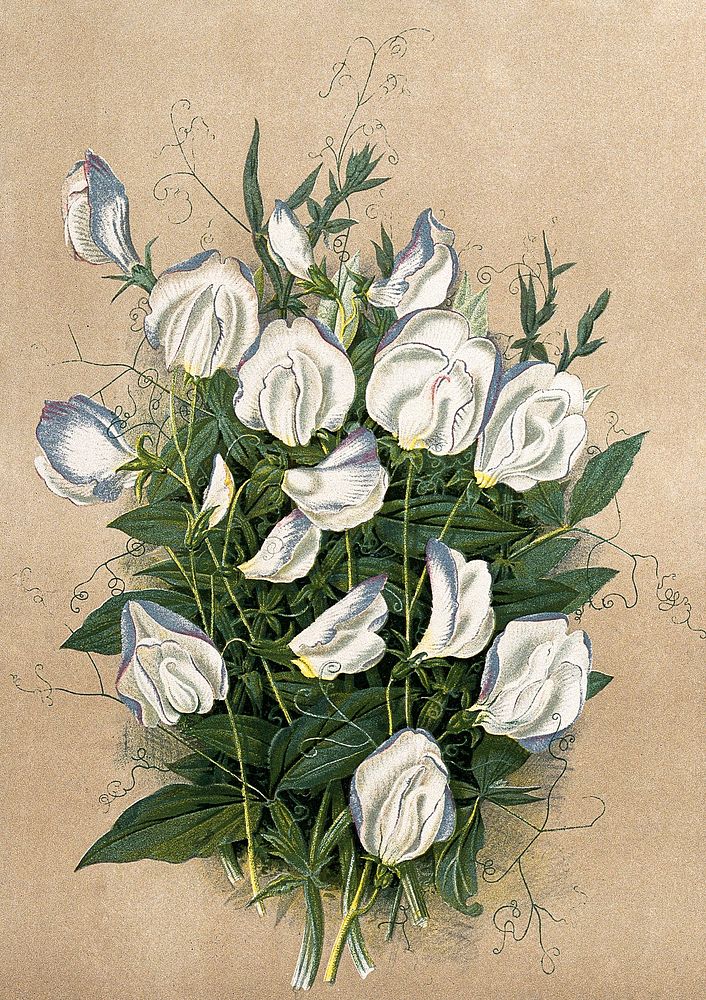 A bunch of flowering sweet peas (Lathyrus odoratus var.). Chromolithograph, c. 1878, after H. Moon. Original public domain…