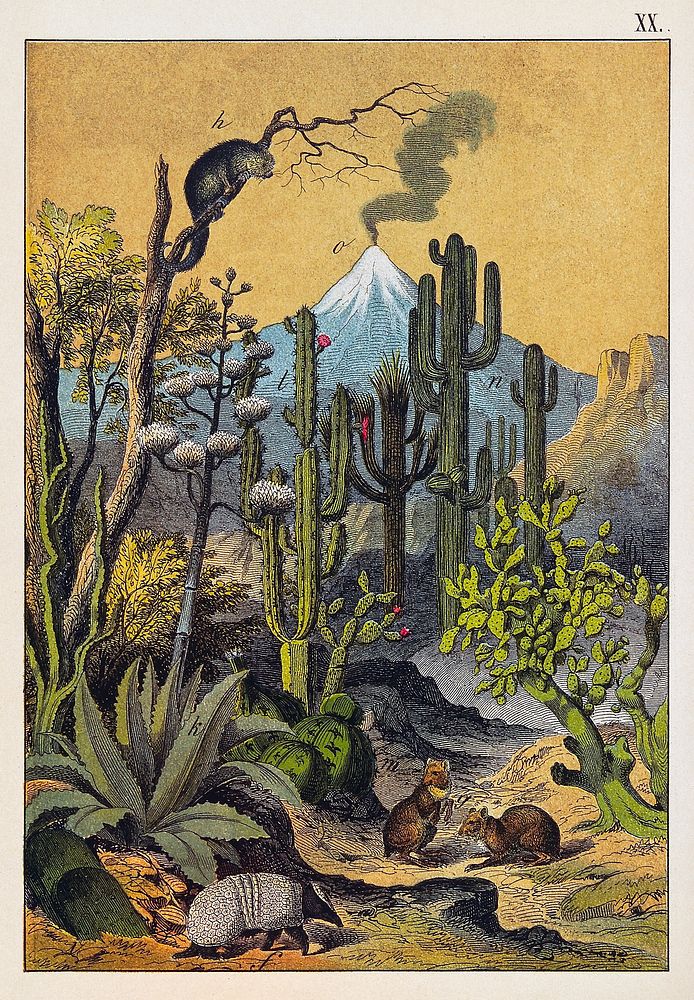 A desert landscape with large cacti, jerboas and an armadillo. Colour lithograph. Original public domain image from Wellcome…