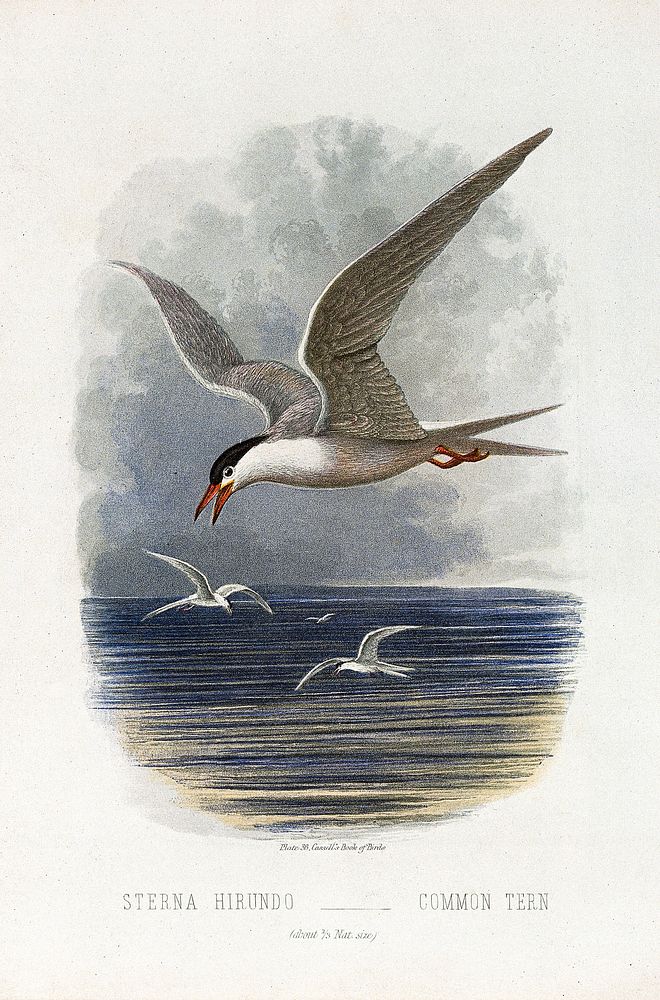 A common tern (Sterna hirundo). Colour lithograph, ca. 1875. Original public domain image from Wellcome Collection.…