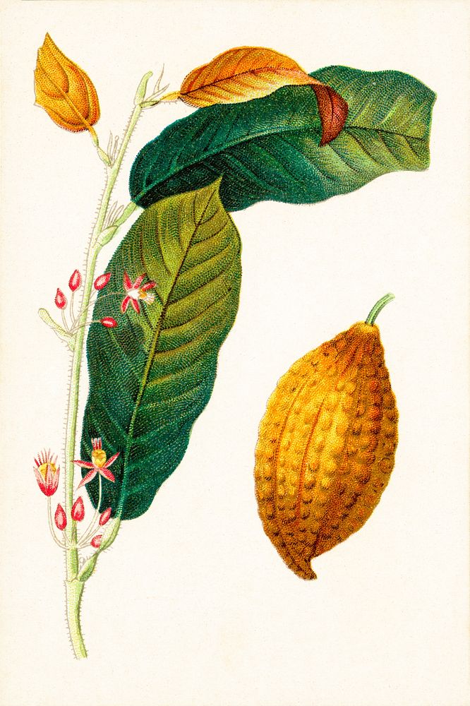 Theobroma Cacao M, branch showing flowers and leaves F, Pod containing seeds. Digitally enhanced by rawpixel.