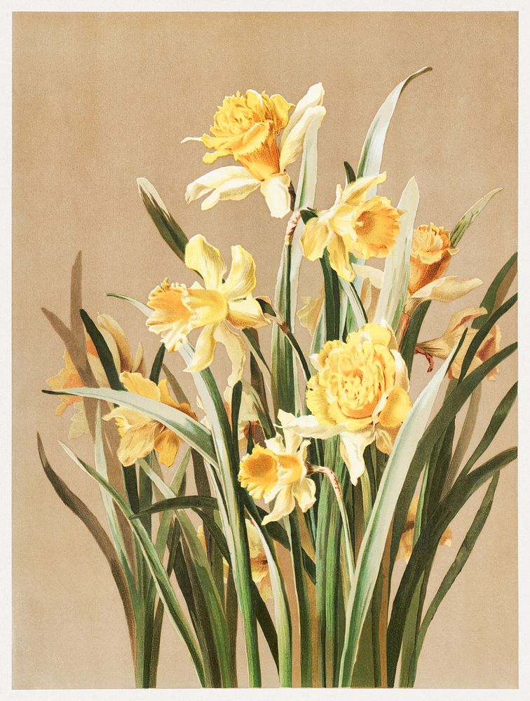             Daffodils           by Ellen Thayer Fisher. Digitally enhanced by rawpixel.